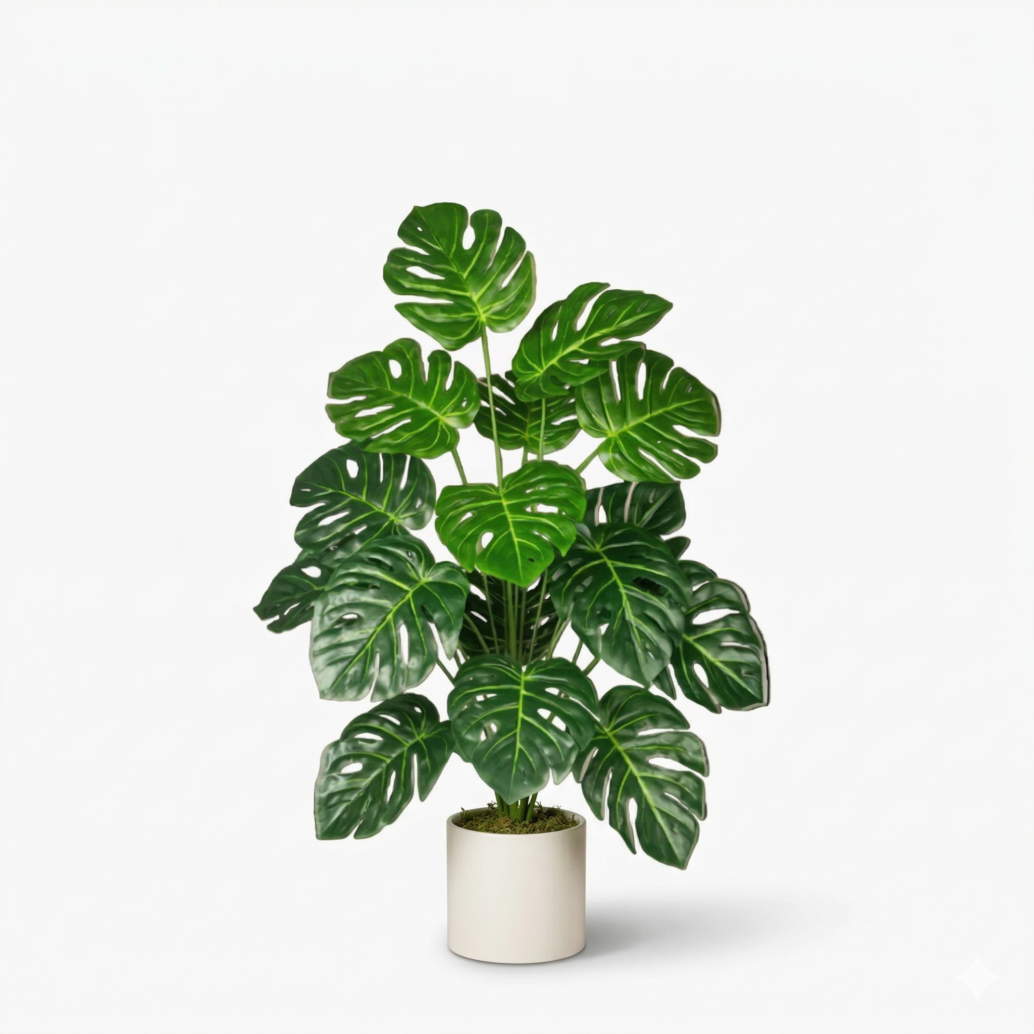 Monstera Plant