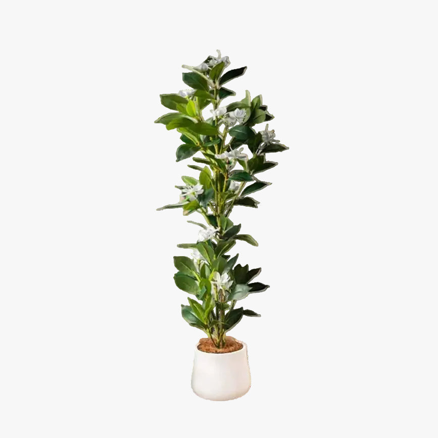 Magnolia Plant Set