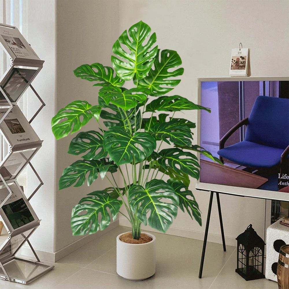 Monstera Plant