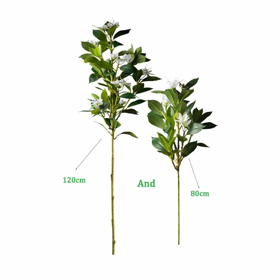 Magnolia Plant Set