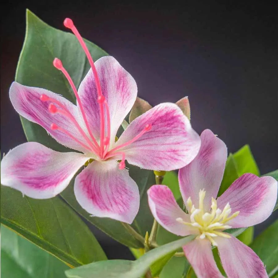 Magnolia Plant Set