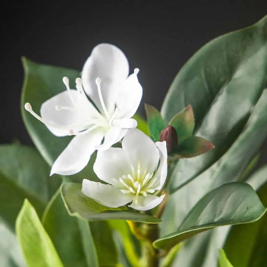 Magnolia Plant Set