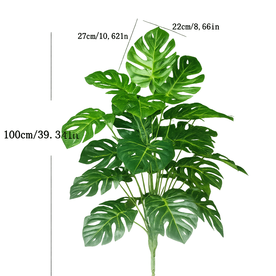 Monstera Plant